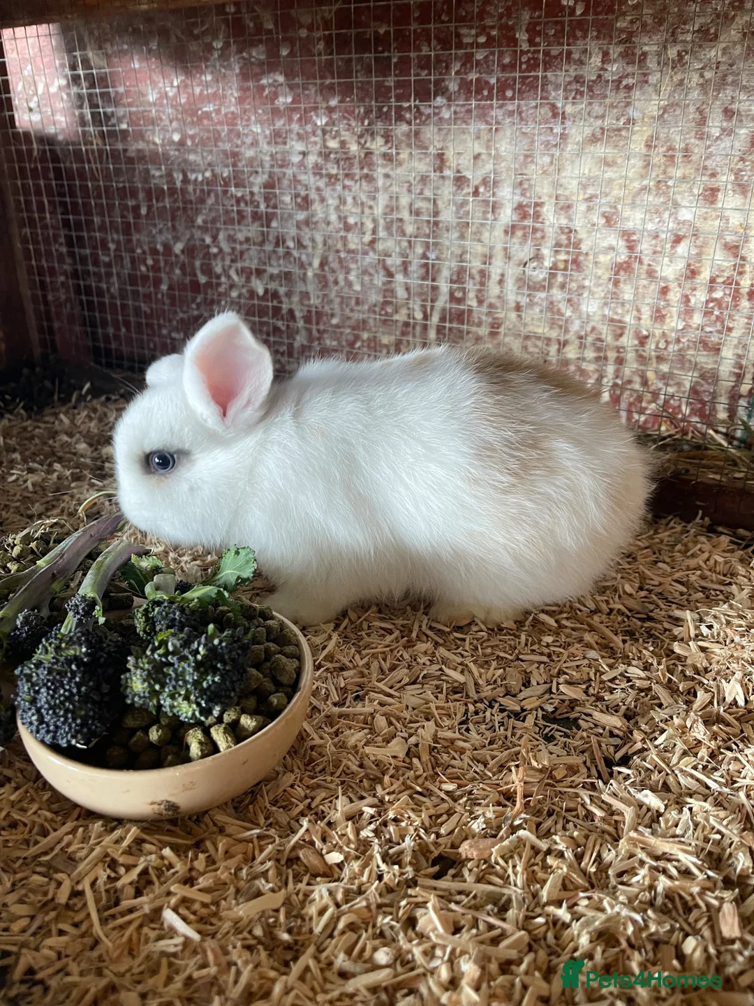 Mini Lop rabbits for sale: 2 mini lop eared rabbits - Advert 2