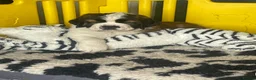 Saint Bernard dogs for sale: Saint Bernard Pups (KC Reg) in Larkhall - Advert 5