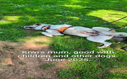 Mixed Breed dogs for adoption: Kiwi, 1 yr old. Available for adoption. - Image 12