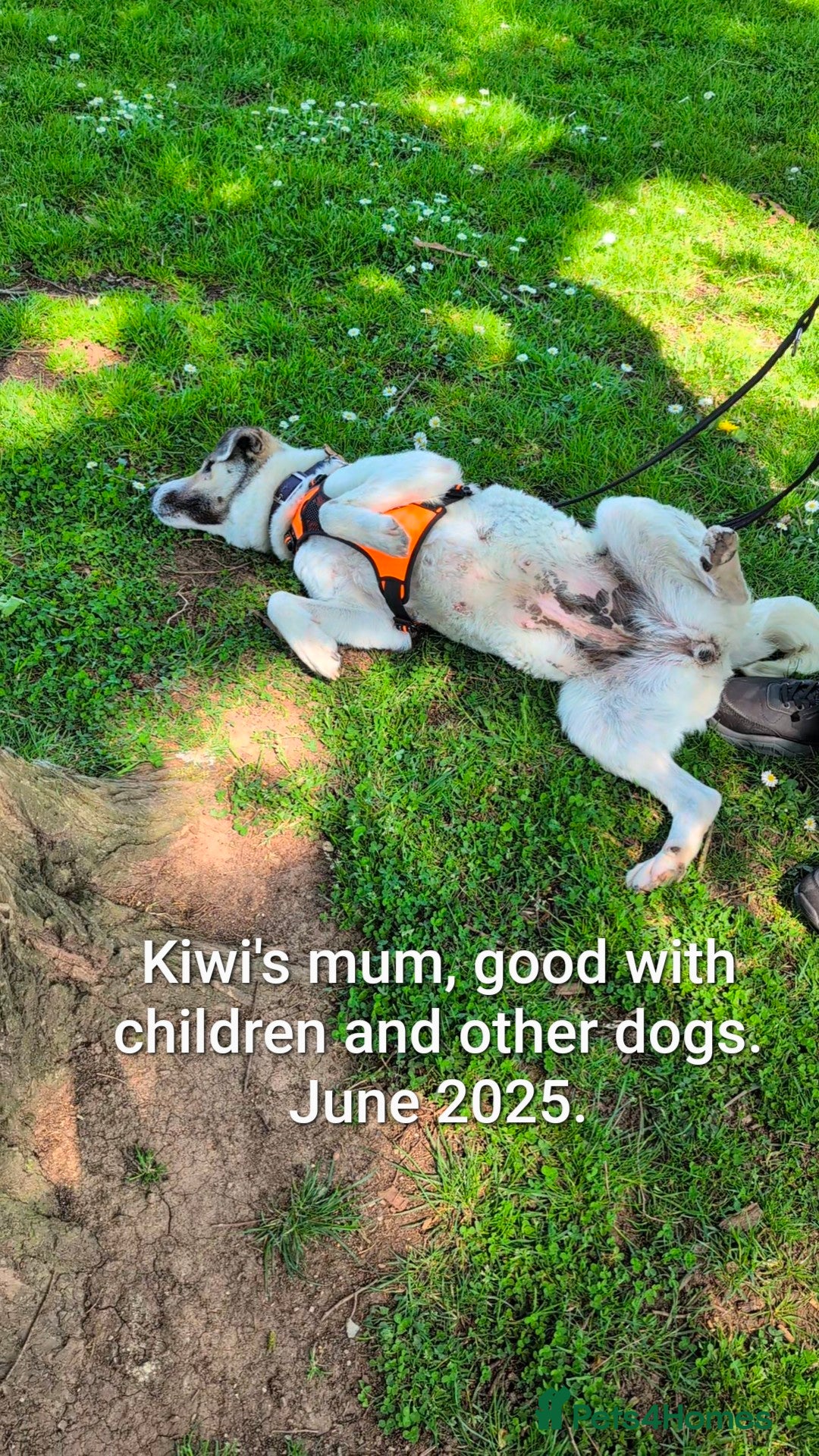 Mixed Breed dogs for adoption: Kiwi, 1 yr old. Available for adoption. - Image 12