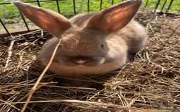Dutch rabbits for sale: Rabbits ready to go now  - Image 9