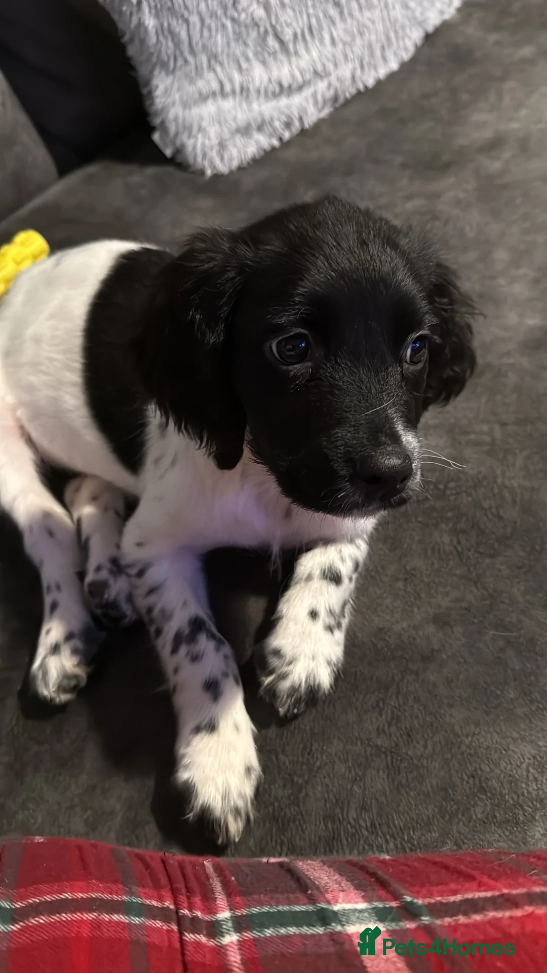 Sprocker dogs for sale: Penny is a Stunning sprocker puppy - Advert 4