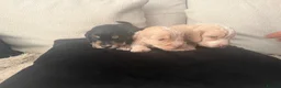 Cockapoo dogs for sale: Beautiful F1B cockapoo puppies  in Wolverhampton - Advert 5