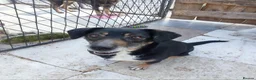 Mixed Breed dogs for adoption: Masha nine years old Macedonian Rescue - Advert 3
