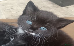 British Shorthair cats for sale: Cute Adorable baby kittens!!!  - Image 3