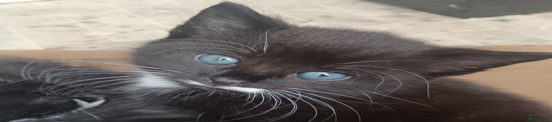 British Shorthair Kitten 5