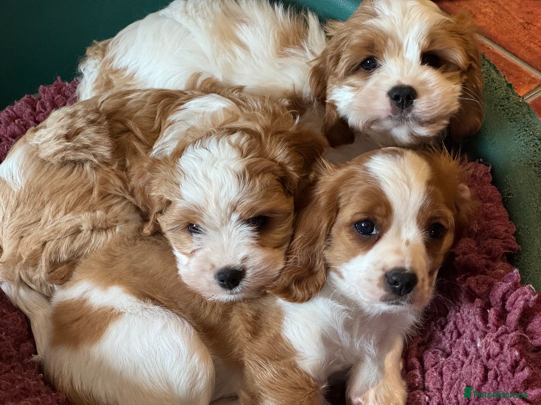 Cavapoo dogs for sale: Miniature Australian Cavadoodles - Image 13