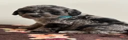 Sheepadoodle dogs for sale: Unique mini sheepadoodle mix - Advert 9