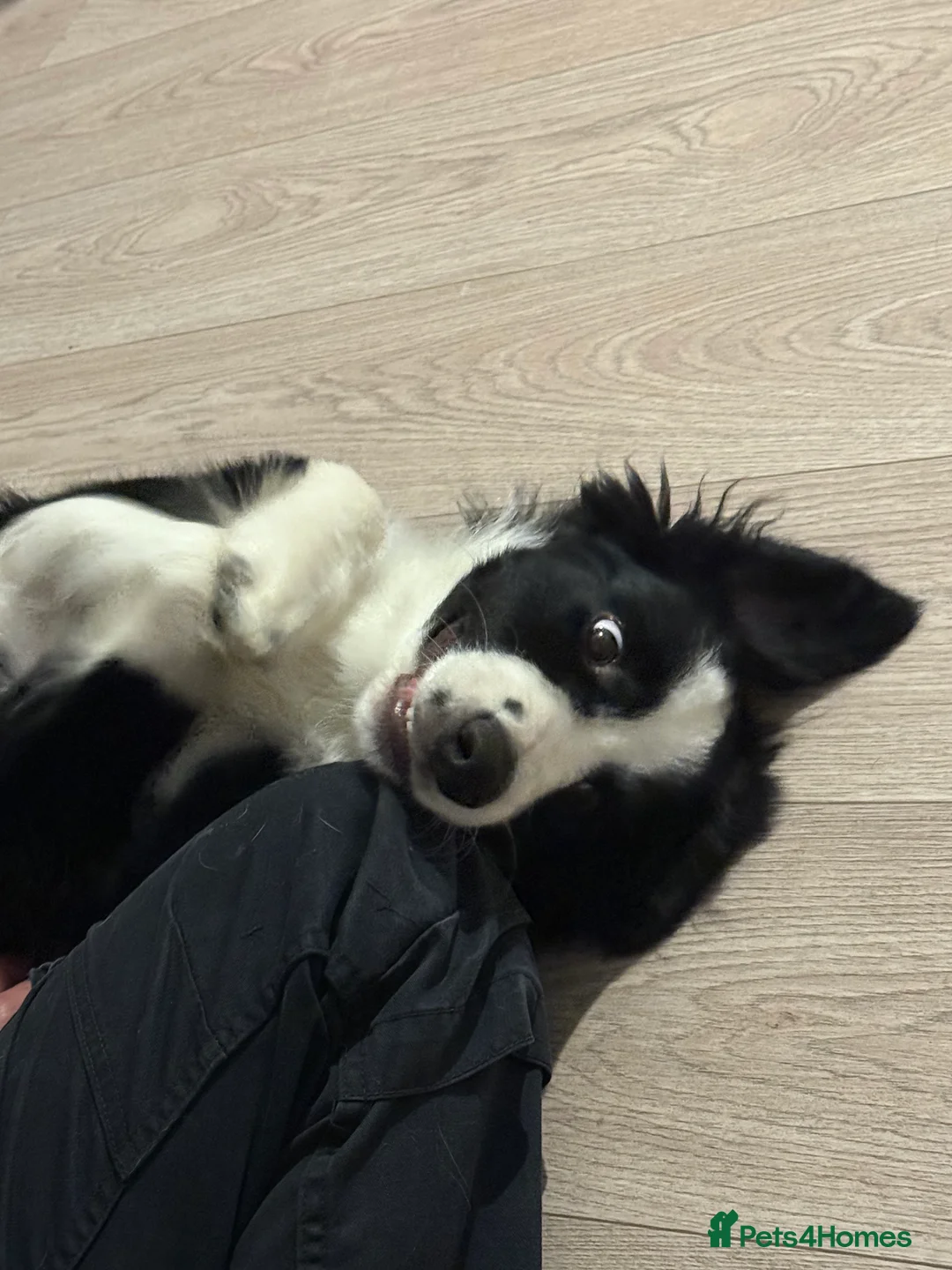 Border Collie dogs for sale: Border collie  - Advert 9