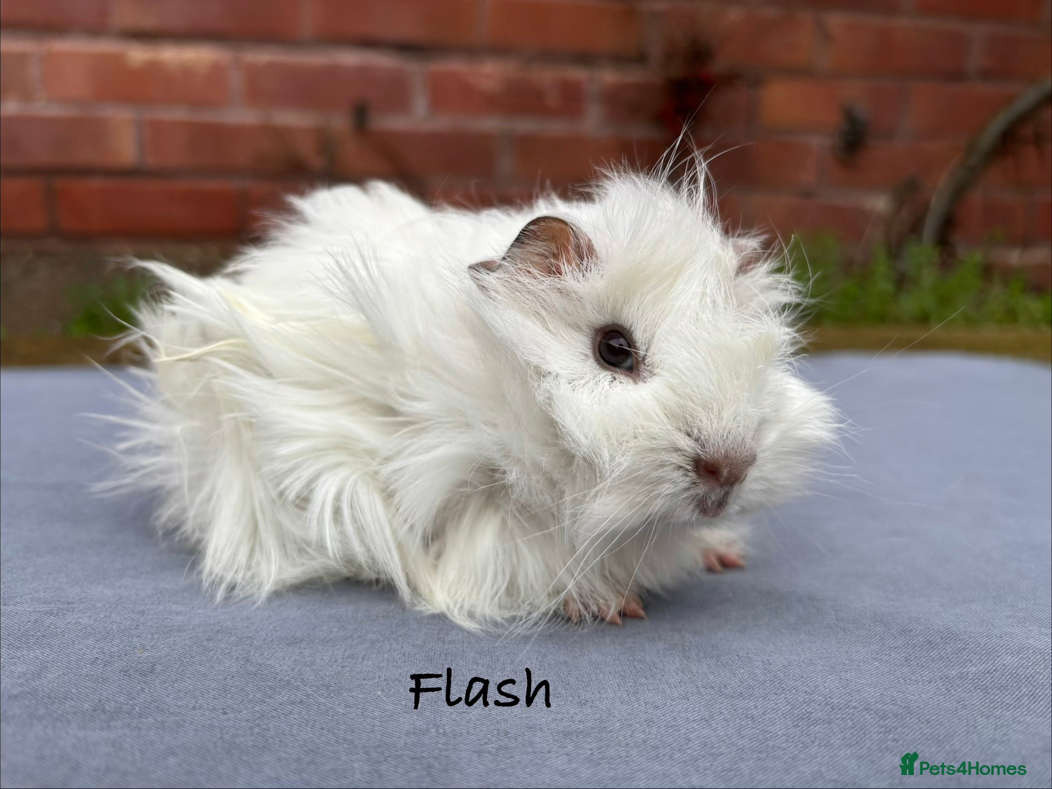 Guinea Pig rodents Beautiful baby boy piggy - Advert 11