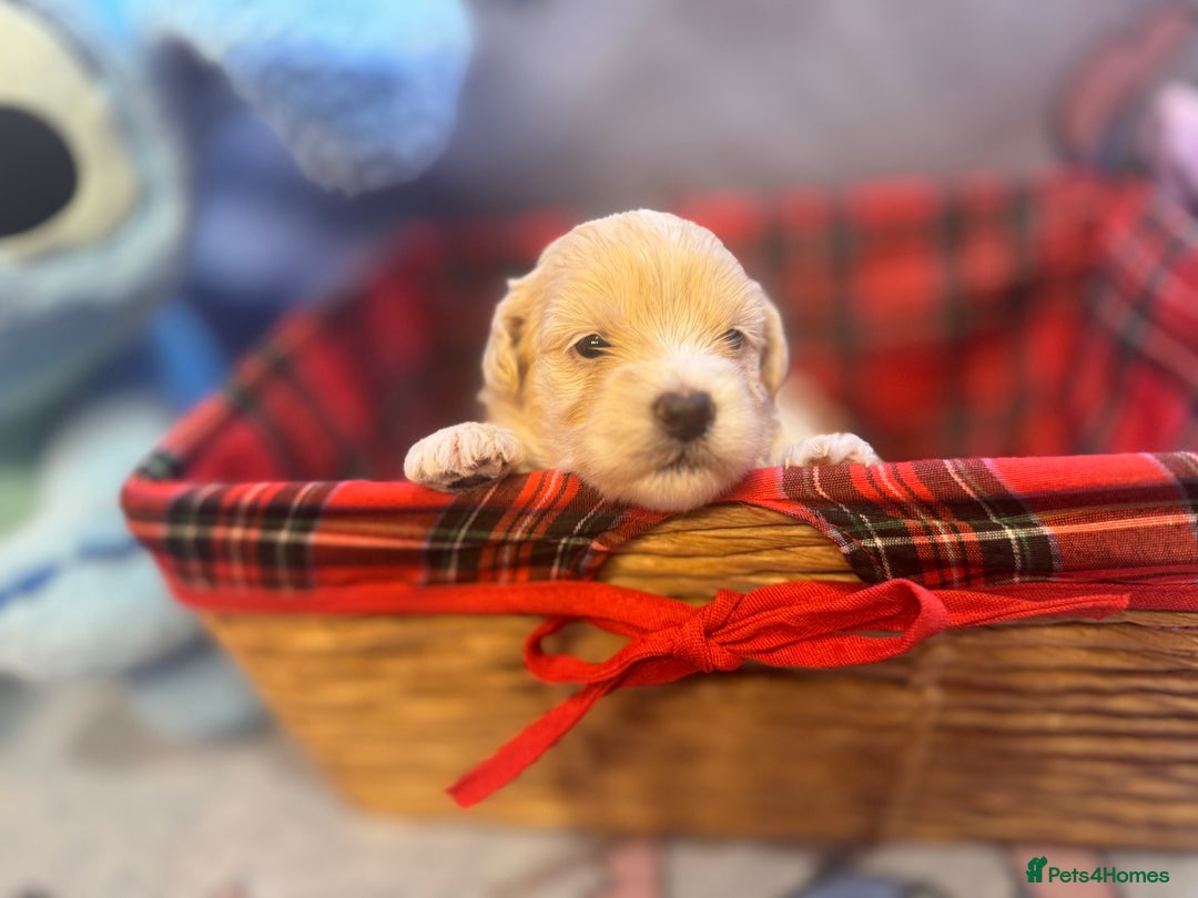 Maltipoo dogs for sale: Fluffballs of Joy 🐾💛 ready to melt your heart! - Image 5