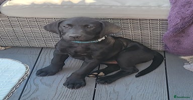 Labrador Retriever dogs - Advert 15