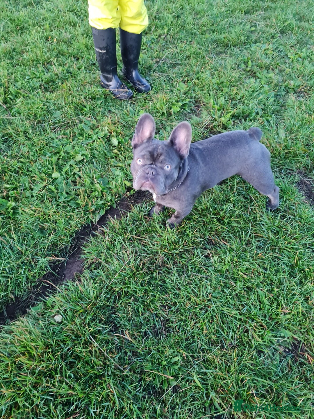 French Bulldog dogs for stud: French bulldog for stud - Advert 3