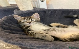 European cats for sale: 4 Cute & Cuddly Kittens Ready For Forever Home - Image 14