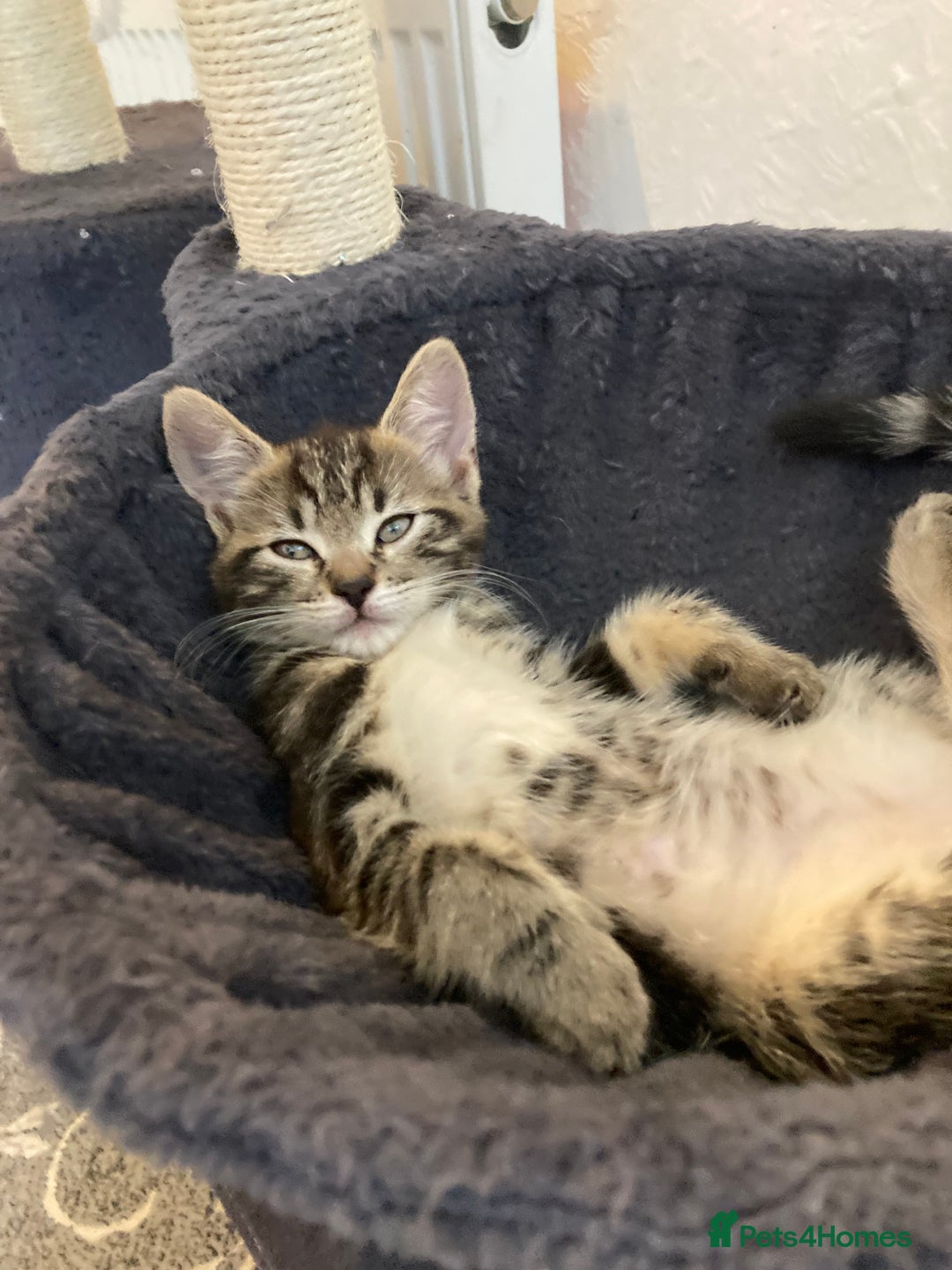 European cats for sale: 4 Cute & Cuddly Kittens Ready For Forever Home - Image 14