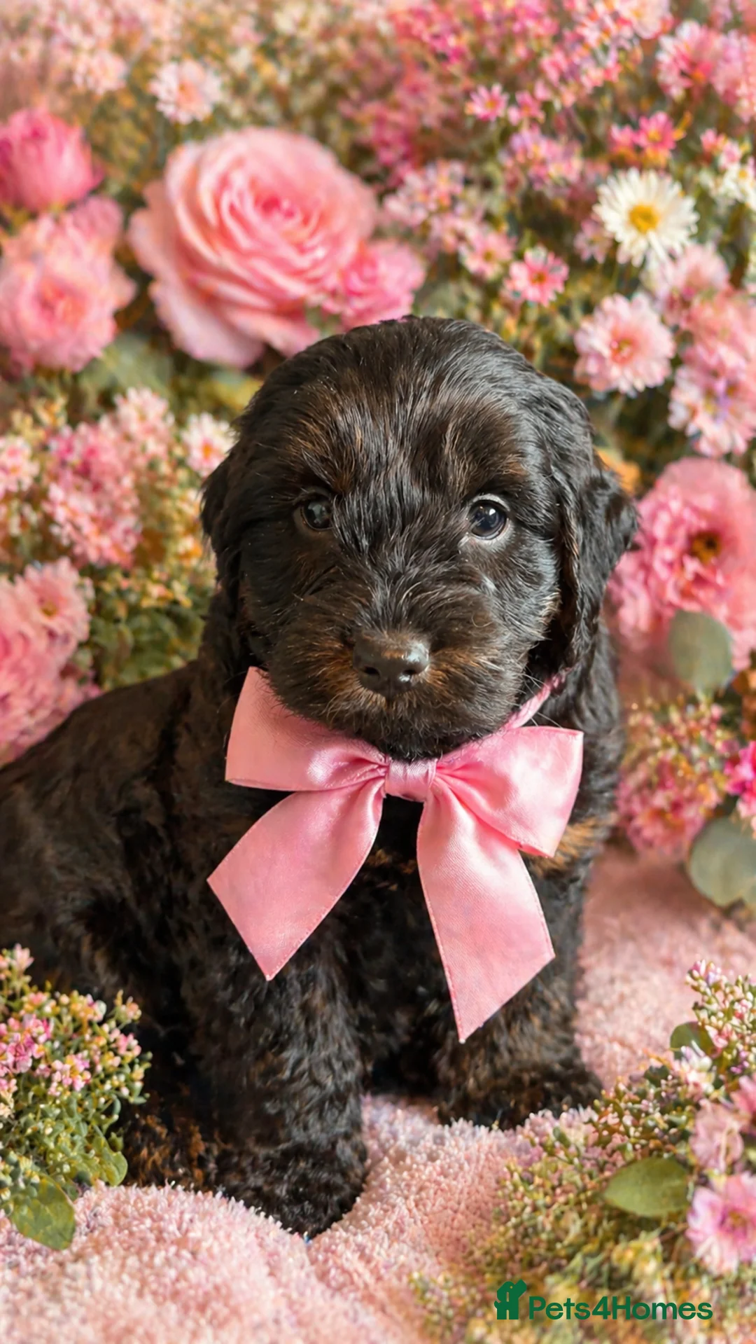 Cockapoo dogs for sale: 🎀First Class F1 Cockapoo Puppies 🩵 - Advert 2