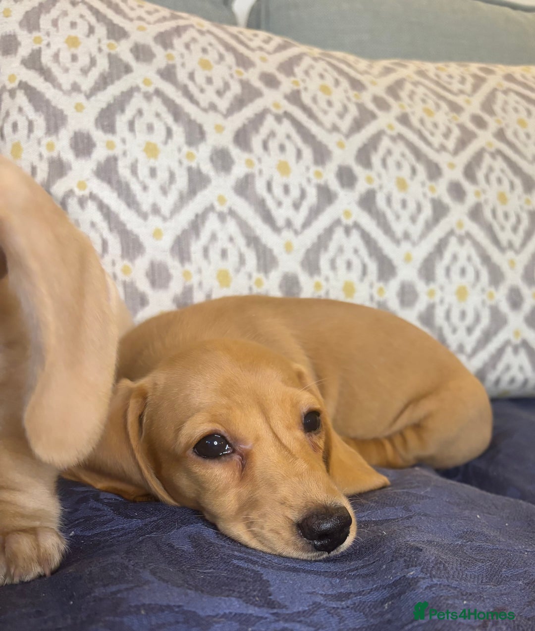 Miniature Dachshund dogs for sale: 🐶 Miniature Smooth Haired Dachshunds. KC REG. 🐶  - Image 11