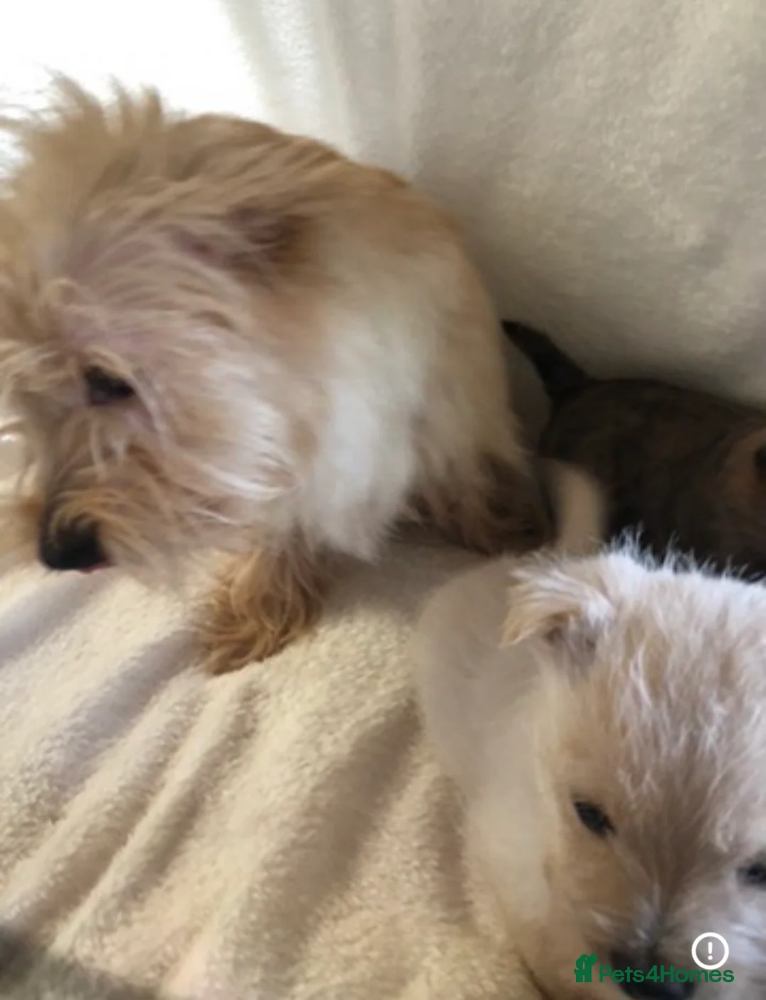 Cairn Terrier dogs for sale: waiting list open - Advert 3