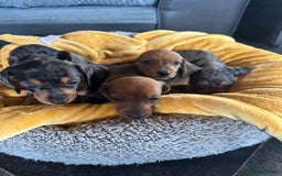 Miniature Dachshund dogs for sale: Male miniature dachshund puppies need homes❤️🐾 - Image 12