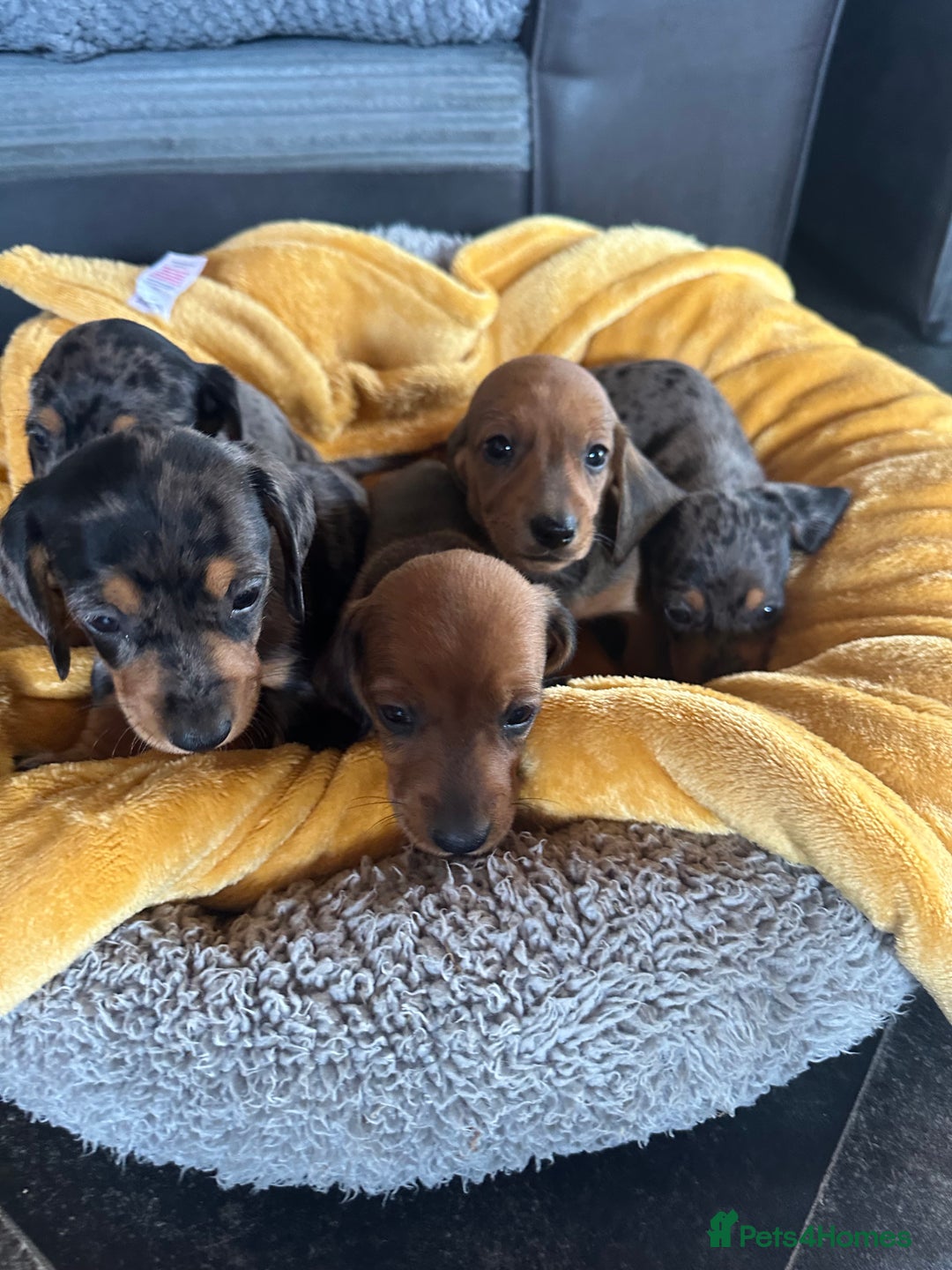 Miniature Dachshund dogs for sale: Male miniature dachshund puppies need homes❤️🐾 - Image 12