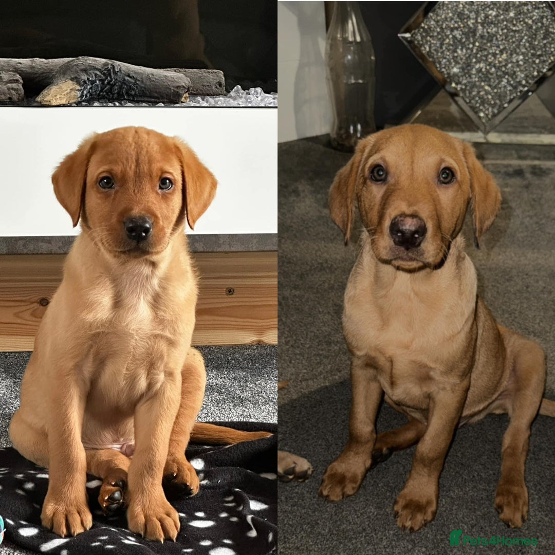 Labrador Retriever dogs for stud: Labrador stud boys in Saltburn-by-the-Sea - Image 9