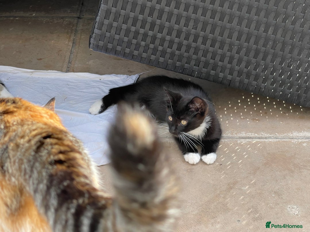 Mixed Breed cats for sale: ADOPT NOW! SWEET BLACK TUXEDO MALE TABBY LEFT - Image 2
