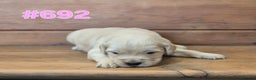Golden Retriever dogs for sale: KC Registered Golden Retrievers - Advert 11