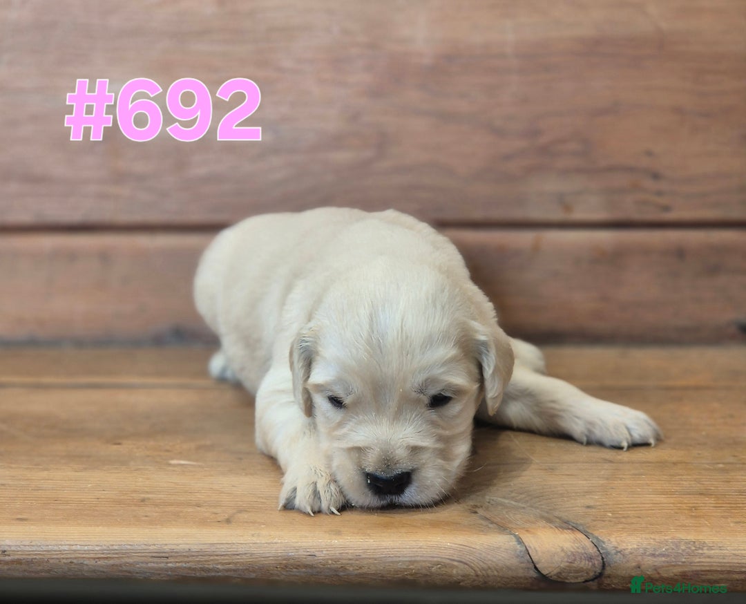 Golden Retriever dogs for sale: KC Registered Golden Retrievers - Advert 11