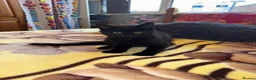 Mixed Breed cats for sale: Kitten  - Advert 1