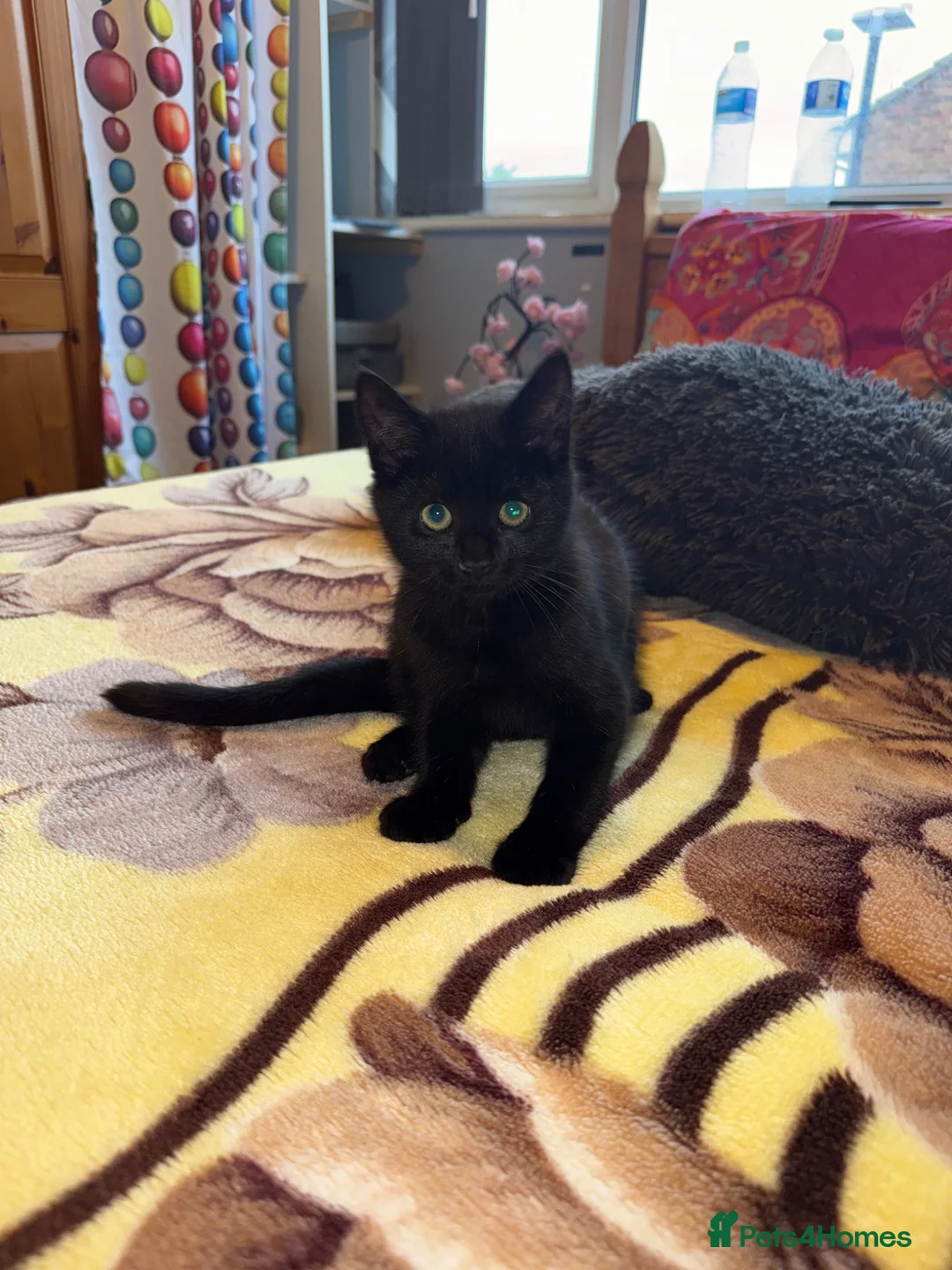 Mixed Breed cats for sale: Kitten  - Advert 1