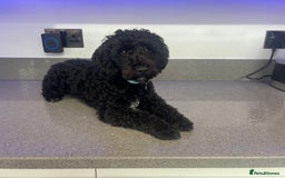 Toy Poodle dogs for stud: Stunning Stud Available  - Image 3