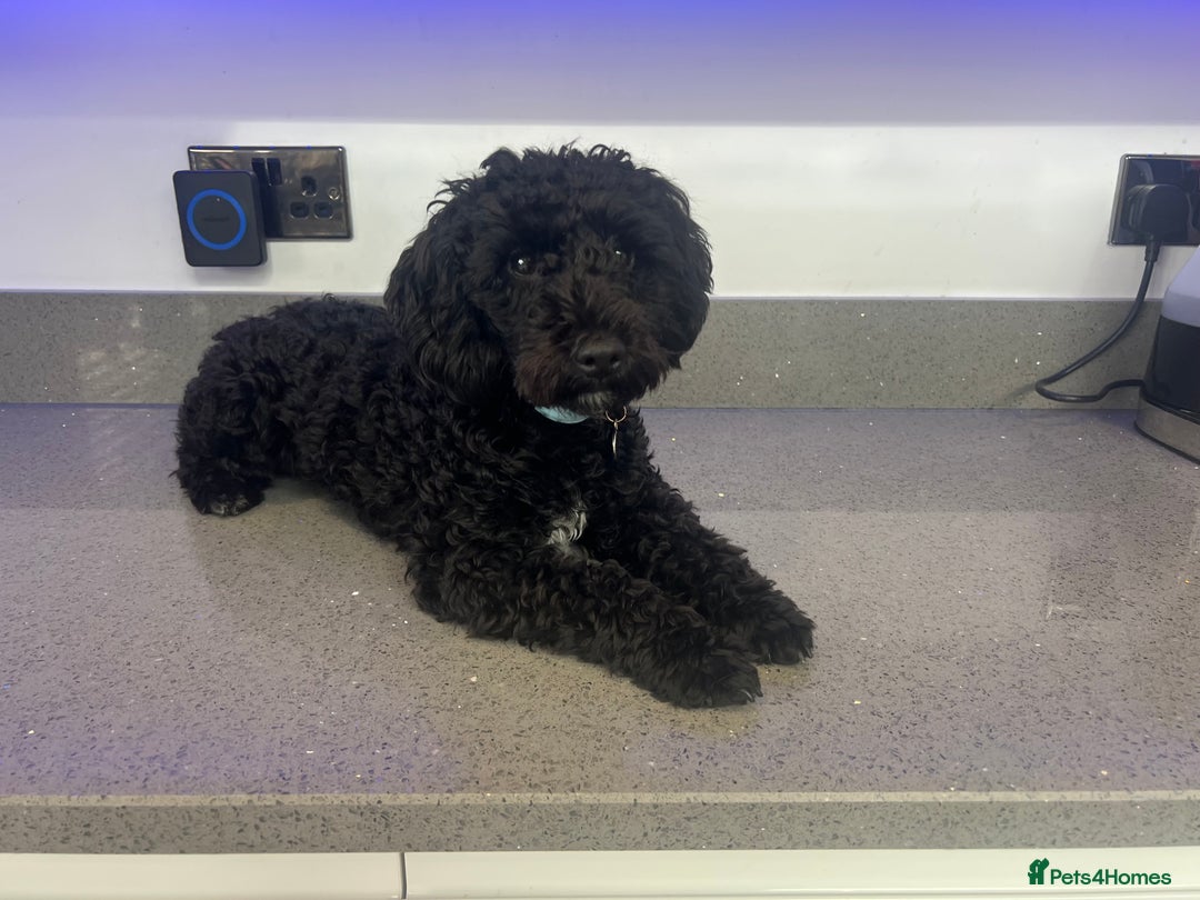 Toy Poodle dogs for stud: Stunning Stud Available  - Image 3