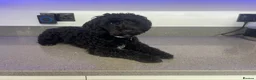 Toy Poodle dogs for stud: Stunning proven Stud Available  - Advert 3