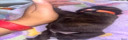 Mixed Breed dogs for sale: Staffordshire X Rottweiler  - Advert 26