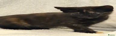 Female 2 