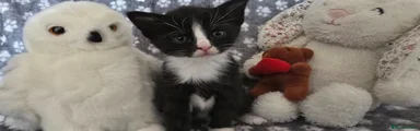 Mixed Breed Kitten 4