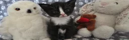 Mixed Breed cats for sale: 4 boys  in Hull - Advert 9