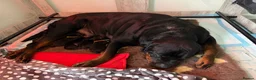 Rottweiler dogs for sale: KC Registered Rottweiler Puppies - Advert 6