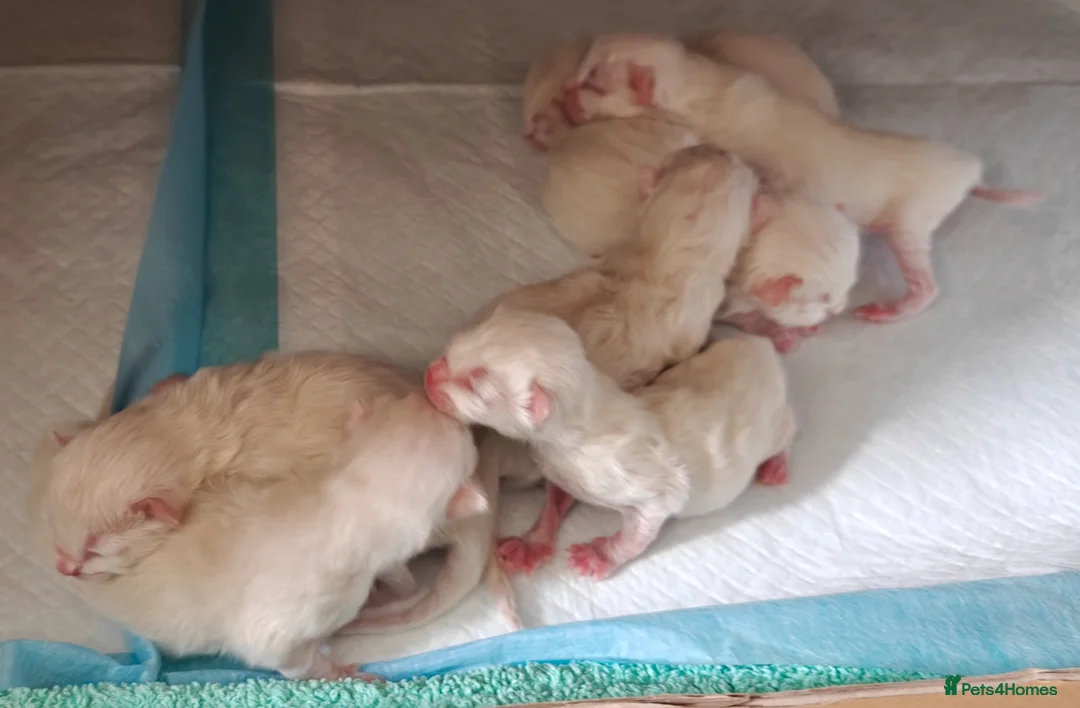 Ragdoll cats for sale: My stunning Ragdoll kittens - Advert 2