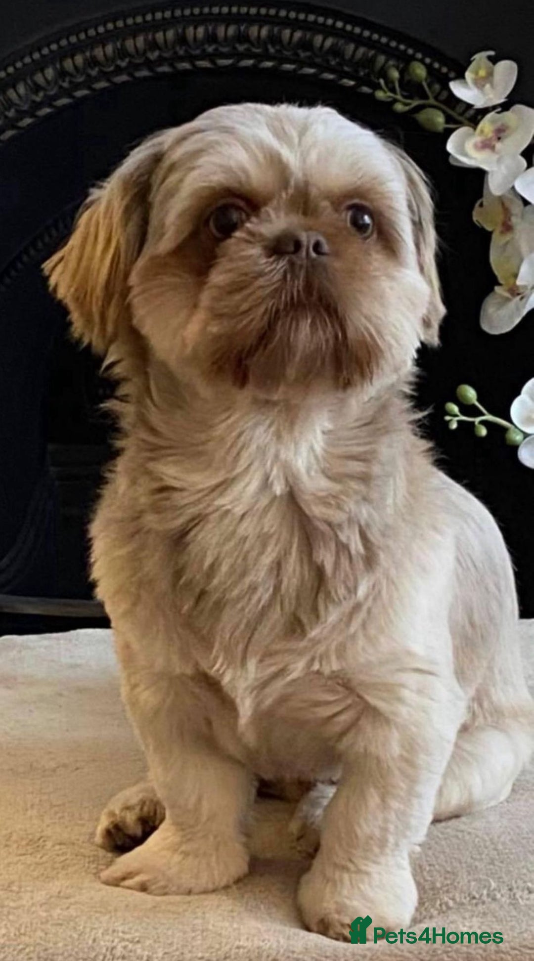 Shih Tzu dogs for sale: 💙🩷Two Beautiful Shih Tzu Puppies Available  - Image 5