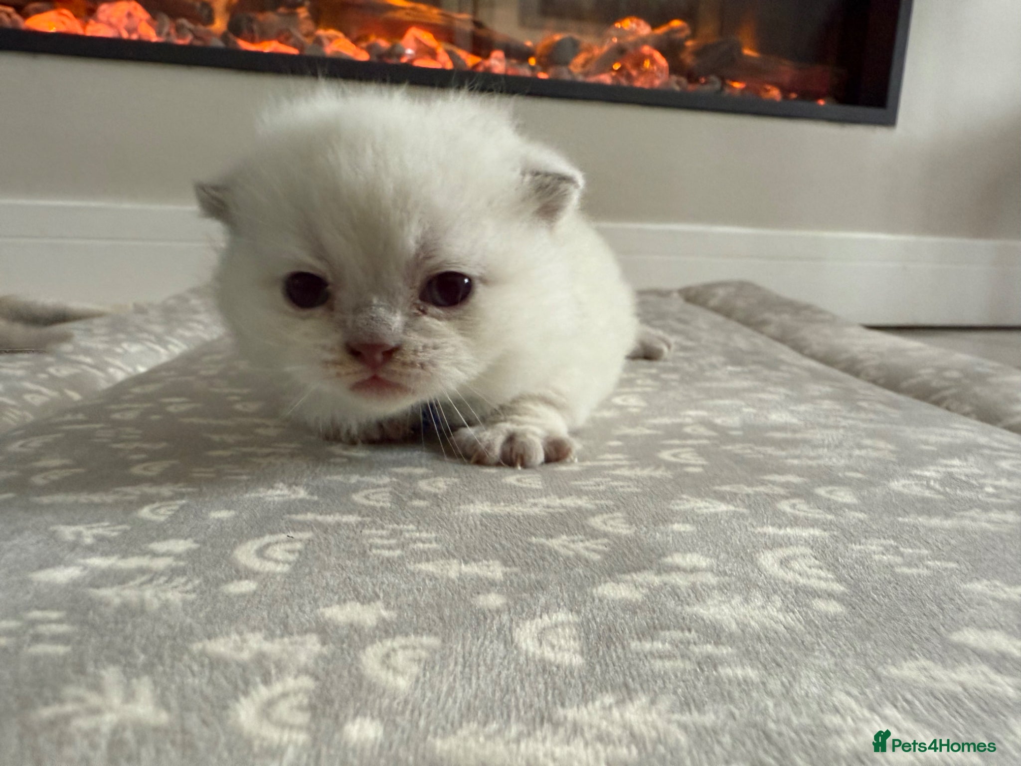 British Shorthair cats for sale: Stunning GCCF-Registered British Shorthair Kittens - Advert 20
