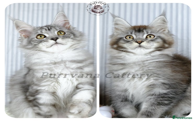 Maine Coon cats - Advert 3