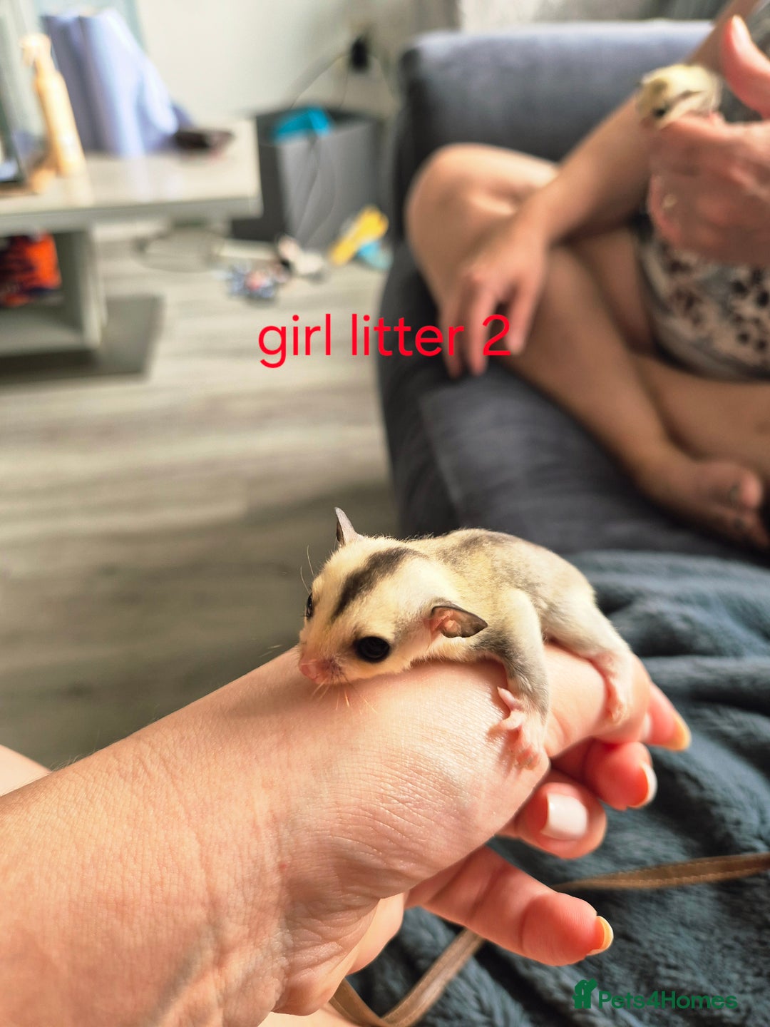 Sugar Glider rodents for sale: 4 baby sugar gliders ready 13th sept price each  - Image 3