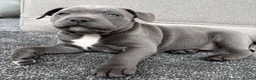 Staffordshire Bull Terrier dogs for sale: Blue Staffordshire Bull Terrier Puppies - Advert 4