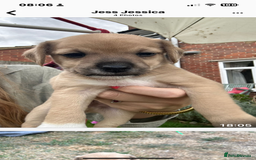 Jackapoo dogs for sale: Three jackapoo puppies - Image 13