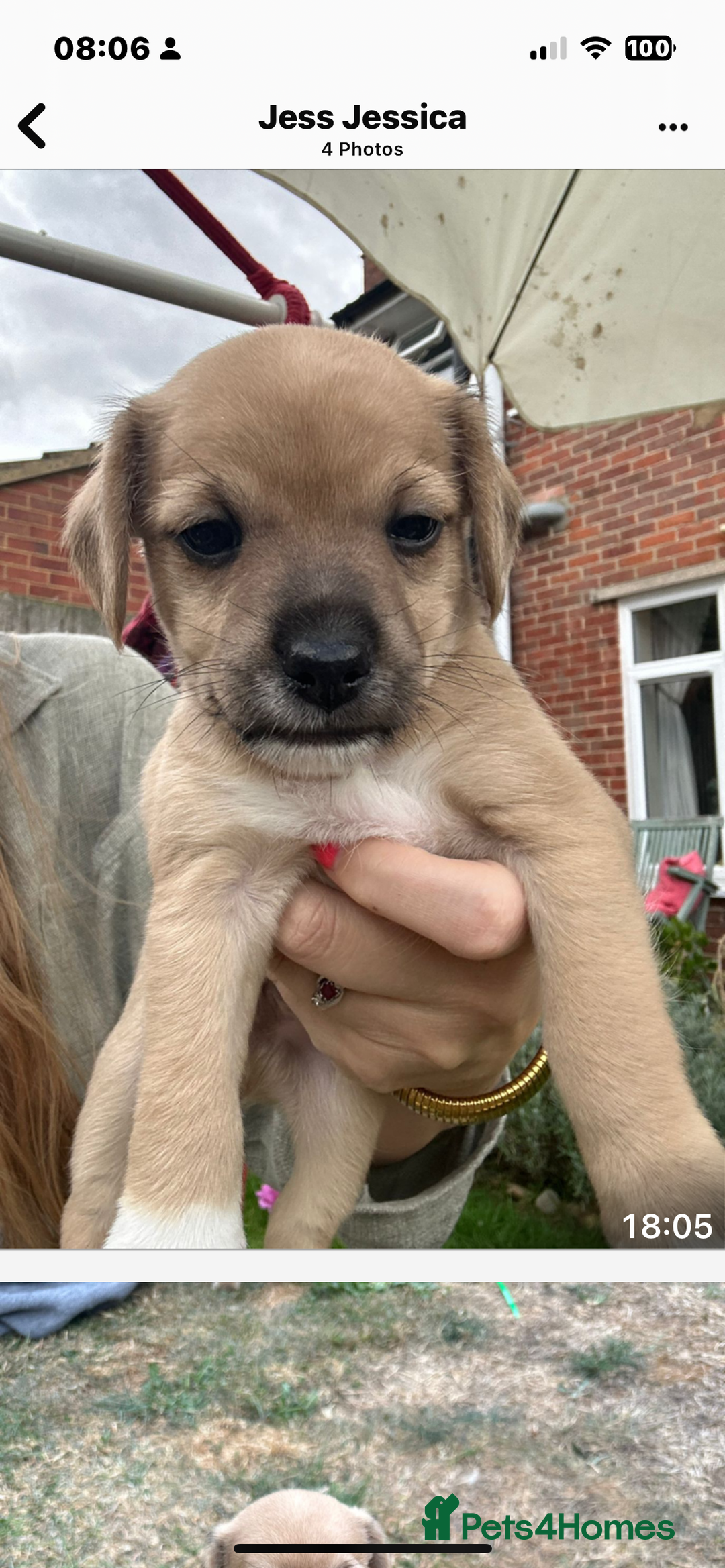Jackapoo dogs for sale: Three jackapoo puppies - Image 13