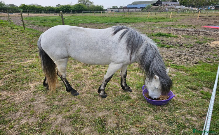 Welsh Section A horses - Advert 6