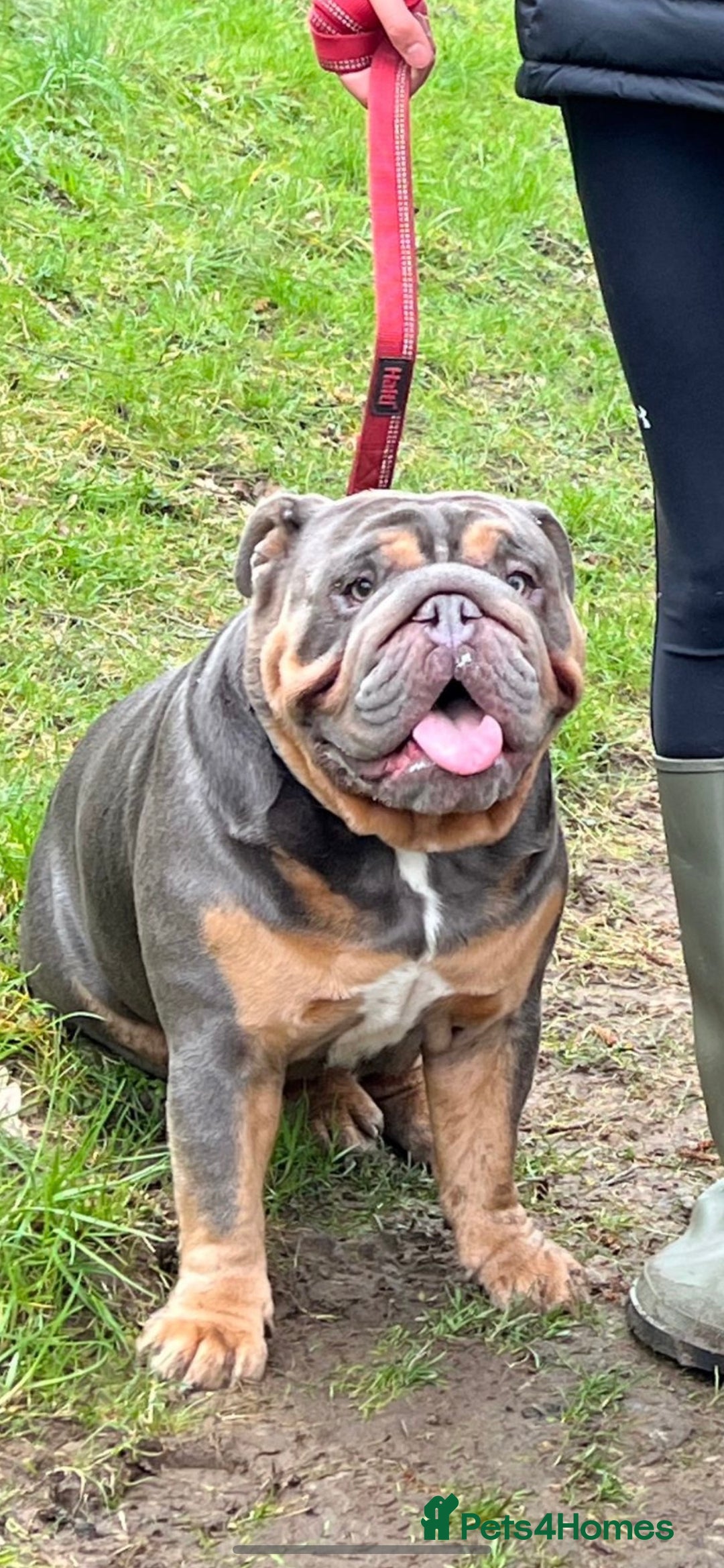 English Bulldog dogs for stud: Blue and Tan English Bulldog in Manchester - Advert 1