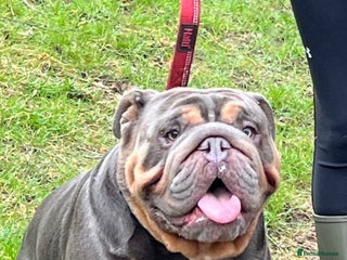 English Bulldog dogs in Manchester - Advert 5