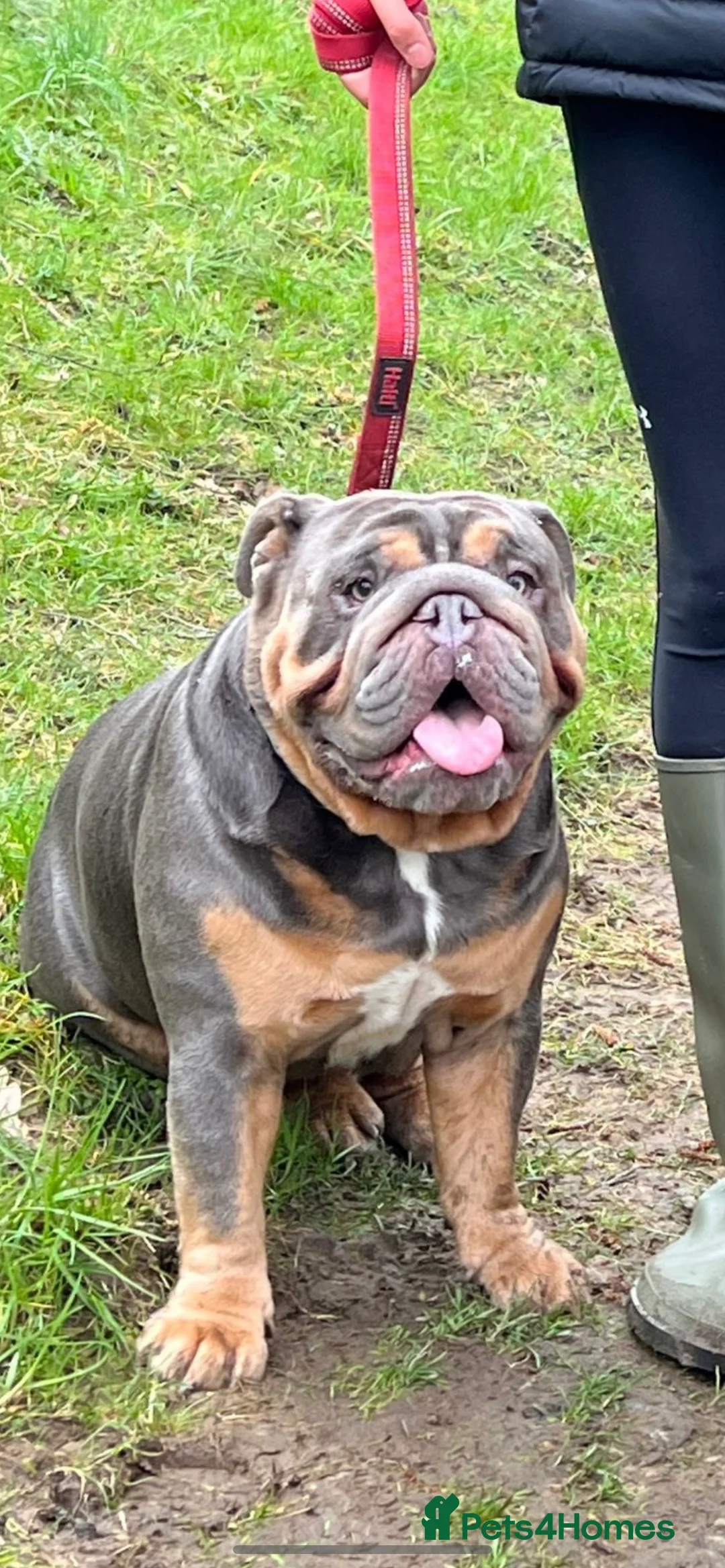 English Bulldog dogs for stud: Blue and Tan English Bulldog in Manchester - Advert 1